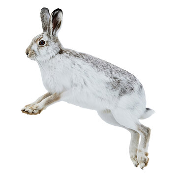 Arctic Hare in Mid-Air Leap
