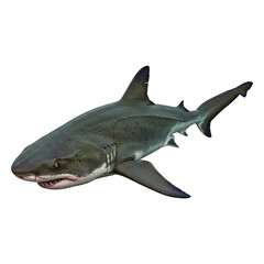 Fototapeta premium Oceanic Dark Shark Profile View