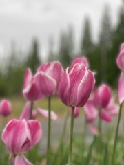 Obraz premium pink tulip field