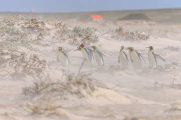 King Penguins (Aptenodytes patagonicus) making their way from the beach to a colony.	