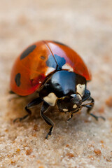 ladybug on a leaf