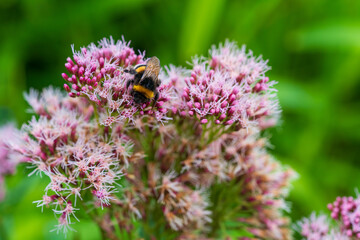 Close-up of Bumblebee Pollinating Pink Joe Pye Weed (Eupatorium purpureum) in Summer Garden. Natural Macro Photography of Wild Bee on Native Flowering Plant Against Green Background.