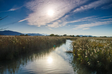 琵琶湖、西の湖付近、水郷の風景、秋