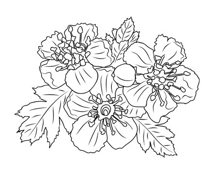 black and white flowers drawing clip art preview