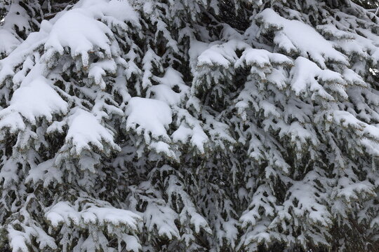 北海道の冬の雪景色
