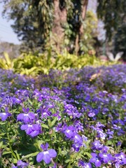 flower, flowers, pink, garden, nature