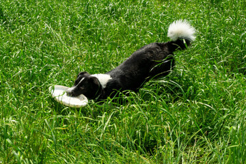 Playful Border Collie Mix Enjoying Fetch with a Frisbee in the Grass