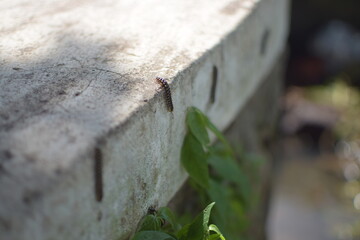 Orthomorpha coarctata, or the long flange millipede, walking on the paved street