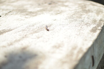 Orthomorpha coarctata, or the long flange millipede, walking on the paved street