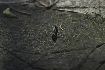 Orthomorpha coarctata, or the long flange millipede, walking on the paved street