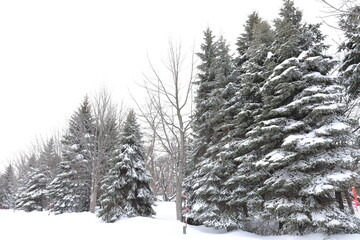 北海道の冬の雪景色