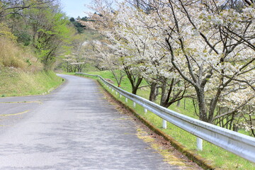 Fototapeta premium 道沿いの大島桜