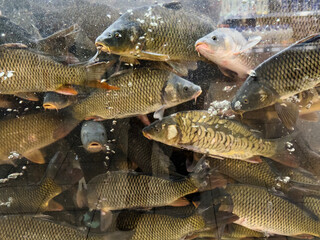 Various fish swim in a large aquarium at a local market during the day in a bustling atmosphere