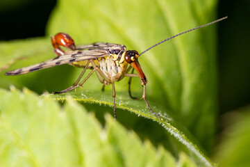fly on leaf