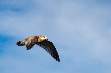Seagull in flight. Seagull in the open air, flying free. Close-up photo of a seagull flying in the blue sky along the coast.