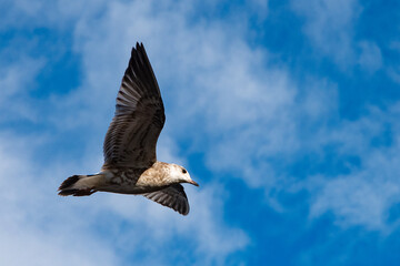 Seagull in flight. Seagull in the open air, flying free. Close-up photo of a seagull flying in the blue sky along the coast.