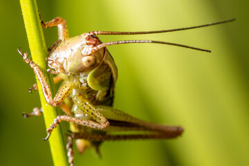 grasshopper on a leaf