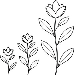 Three Stages of Flower Growth Line Art Illustration