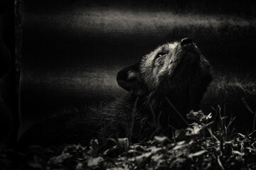 black and white silver fox
