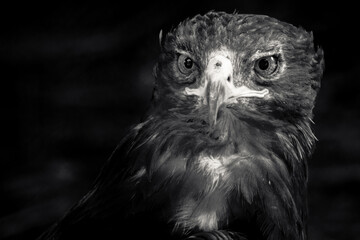 portrait of a eagle