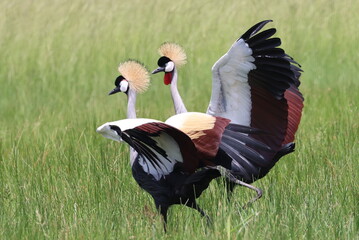 Crowned Crane dance