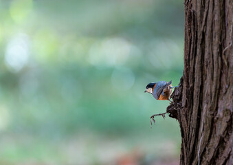 木の幹に止まるヤマガラ