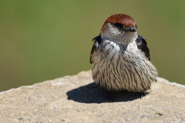 Greater Striped Swallow near Mariazel