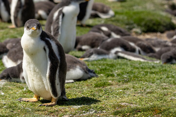 A gentoo penguin (pygoscelis papua) chick, standing within a colony.