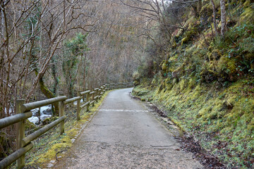 Fototapeta premium Peaceful nature walk along a winding path in Redes Natural Park, Asturias, Spain