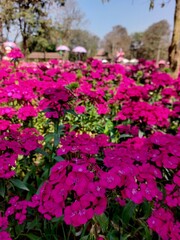 flower, flowers, pink, garden, nature