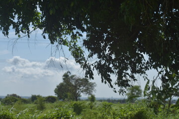 Banyan tree leaves with natural background