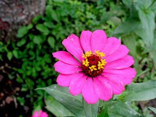 Zinnia elegans is one of the most famous annual flowering plants of the genus Zinia. Plants that...