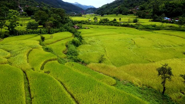 Immerse yourself in the lush greenery of Chiang Mais breathtaking rice fields. This stunning landscape showcases vibrant green terraces surrounded by mountains, creating a tranquil atmosphere.