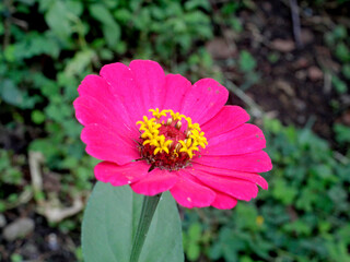 Zinnia elegans is one of the most famous annual flowering plants of the genus Zinia. Plants that...