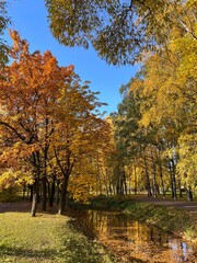 Fototapeta premium Beautiful autumn park. Autumn tree with golden and green leaves.