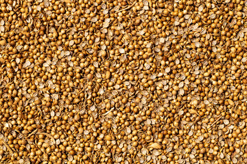 closeup coriander seeds