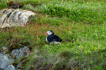 A Canadian puffin nesting on the cliff top in Newfoundland above the Atlantic Ocean