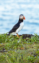 A Canadian puffin stood on the cliff top in Newfoundland above the Atlantic Ocean