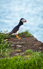A Canadian puffin stood on the cliff top in Newfoundland above the Atlantic Ocean
