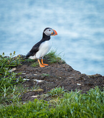 A Canadian puffin stood on the cliff top in Newfoundland above the Atlantic Ocean