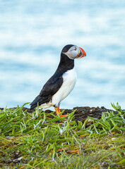 A Canadian puffin stood on the cliff top in Newfoundland above the Atlantic Ocean