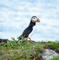 A Canadian puffin stood on the cliff top in Newfoundland above the Atlantic Ocean
