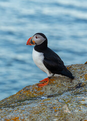 A Canadian puffin stood on the cliff top in Newfoundland above the Atlantic Ocean