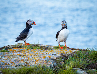 A pair of Canadian puffins standing on the cliff top in Newfoundland at nesting time above the Atlantic Ocean