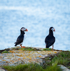A pair of Canadian puffins standing on the cliff top in Newfoundland at nesting time above the Atlantic Ocean