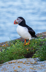 A Canadian puffin stood on the cliff top in Newfoundland above the Atlantic Ocean