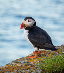 A Canadian puffin stood on the cliff top in Newfoundland above the Atlantic Ocean