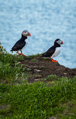 A pair of Canadian puffins standing on the cliff top in Newfoundland at nesting time above the Atlantic Ocean