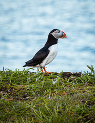 A Canadian puffin stood on the cliff top in Newfoundland above the Atlantic Ocean