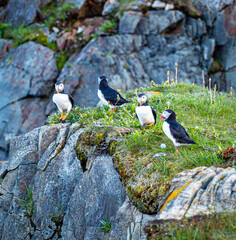 A flock of Canadian puffins standing on the cliff top in Newfoundland at nesting time above the Atlantic Ocean
